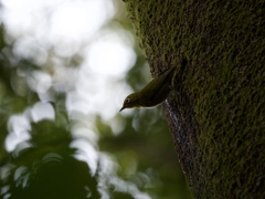 シラカシの森