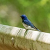 ガードレールの青い鳥