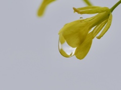 雨のあと