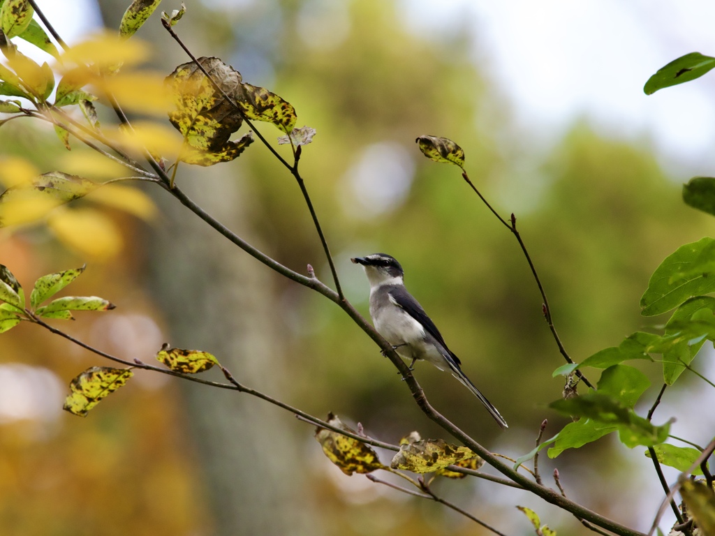 ついに捉えた！