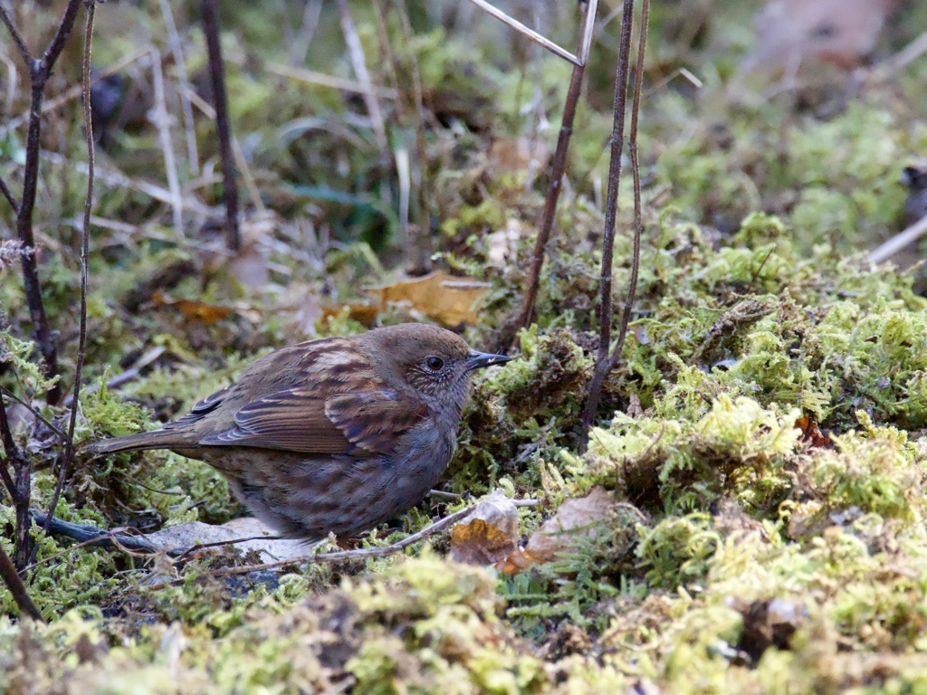 カヤクグリ