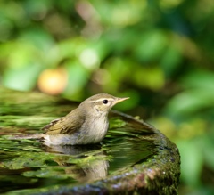 いい湯だな♪