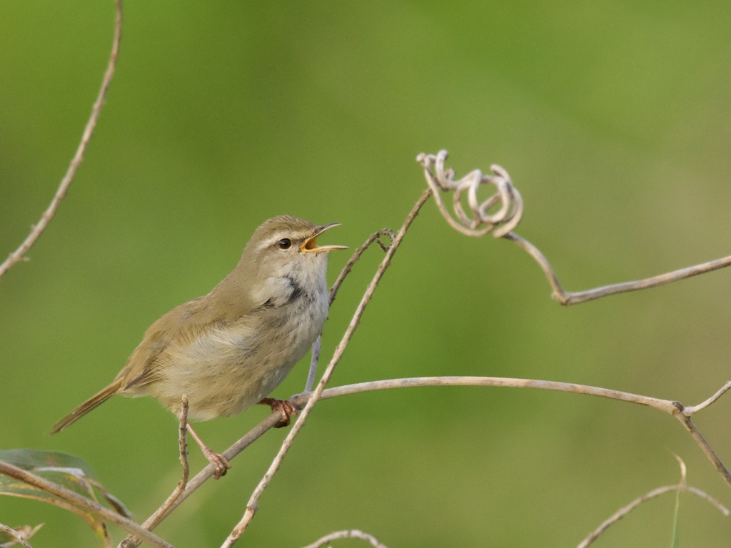 春告鳥の癒し