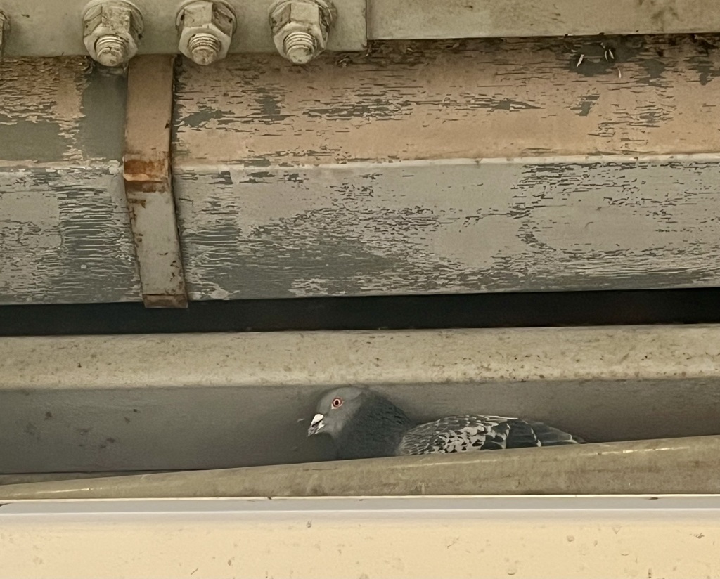 駅に住む鳩たち