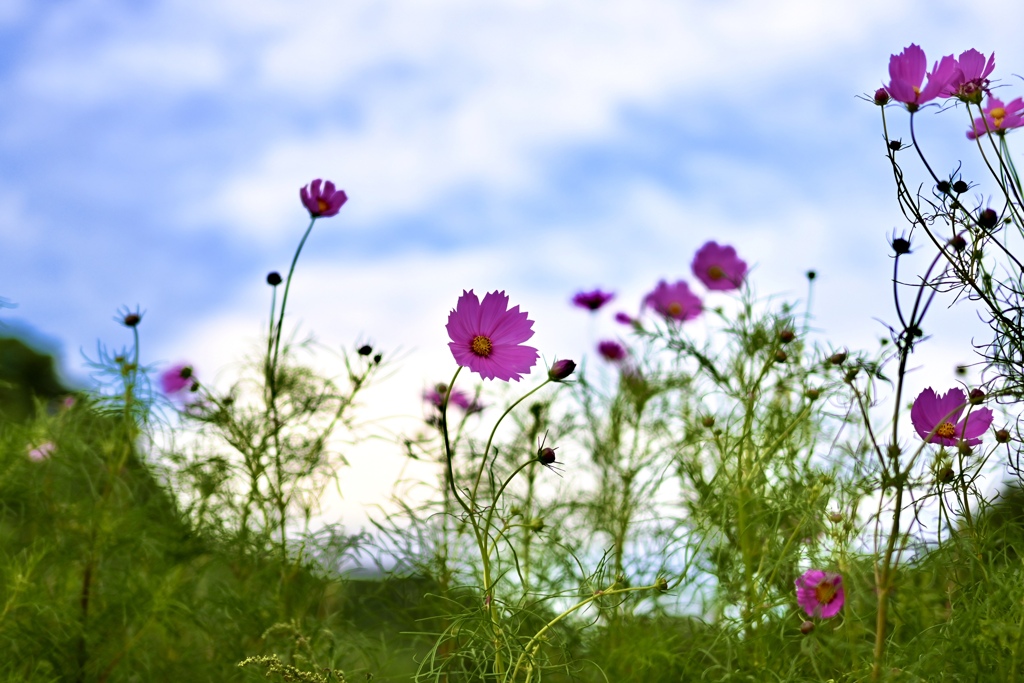 秋桜
