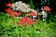 彼岸花の群生