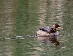 カイツブリの幼鳥
