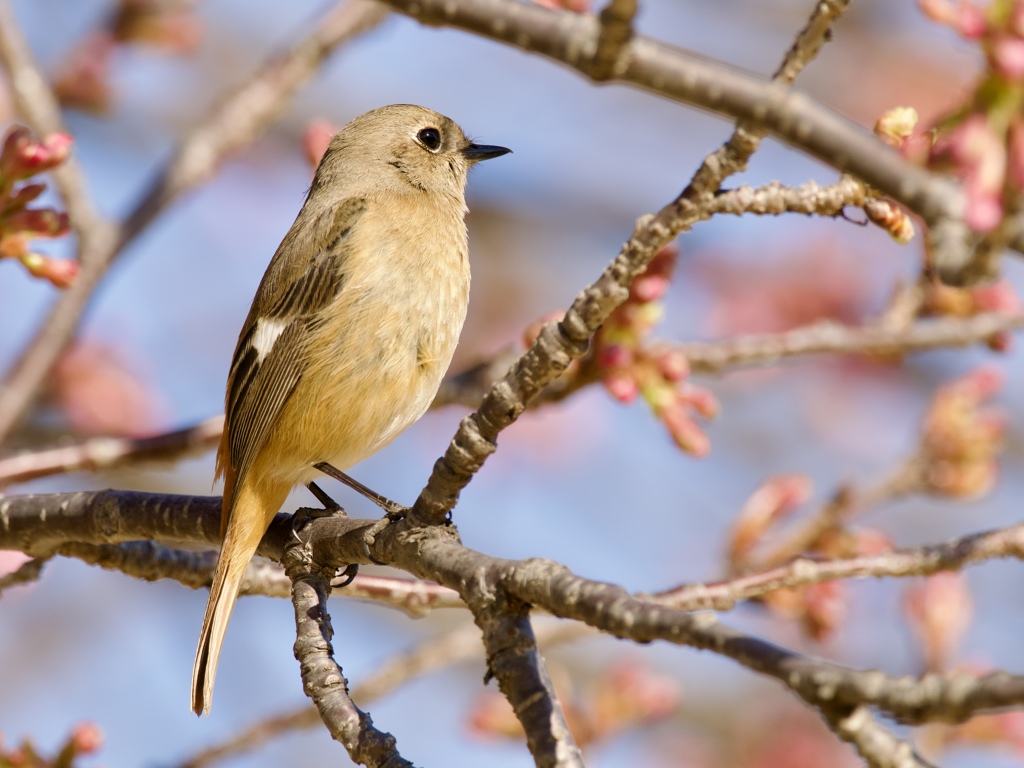 桜ジョウビタキ