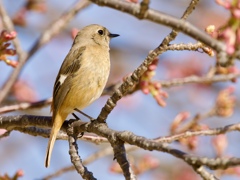 桜ジョウビタキ