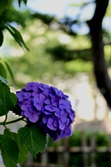 日陰の紫陽花