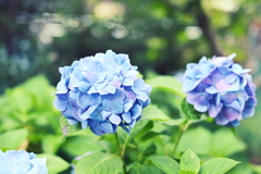 柔らかな紫陽花
