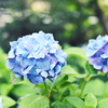 柔らかな紫陽花