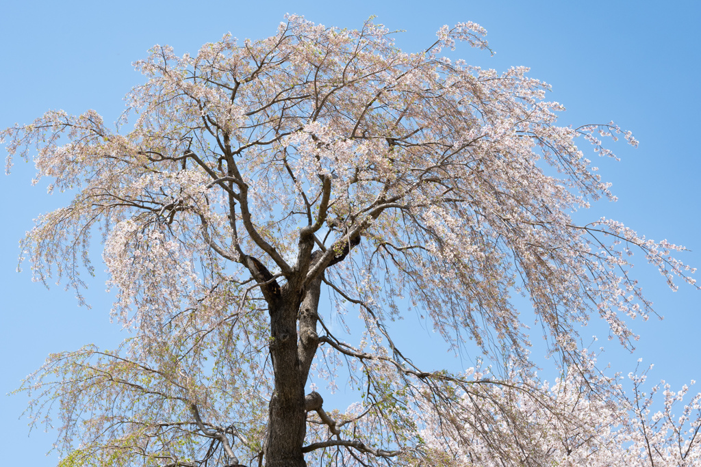 枝垂れ桜