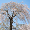 枝垂れ桜