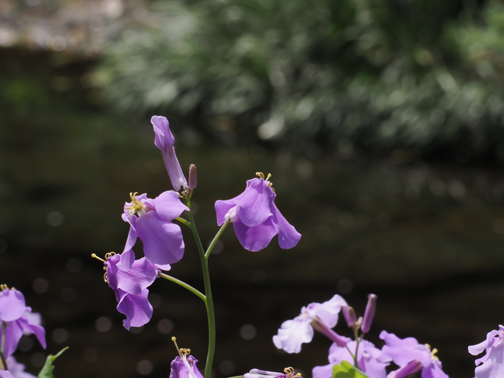 花大根