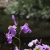 花大根