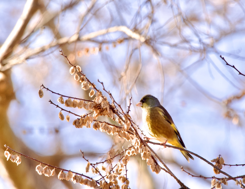 朝日を見つめて