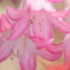 変わり彼岸花②