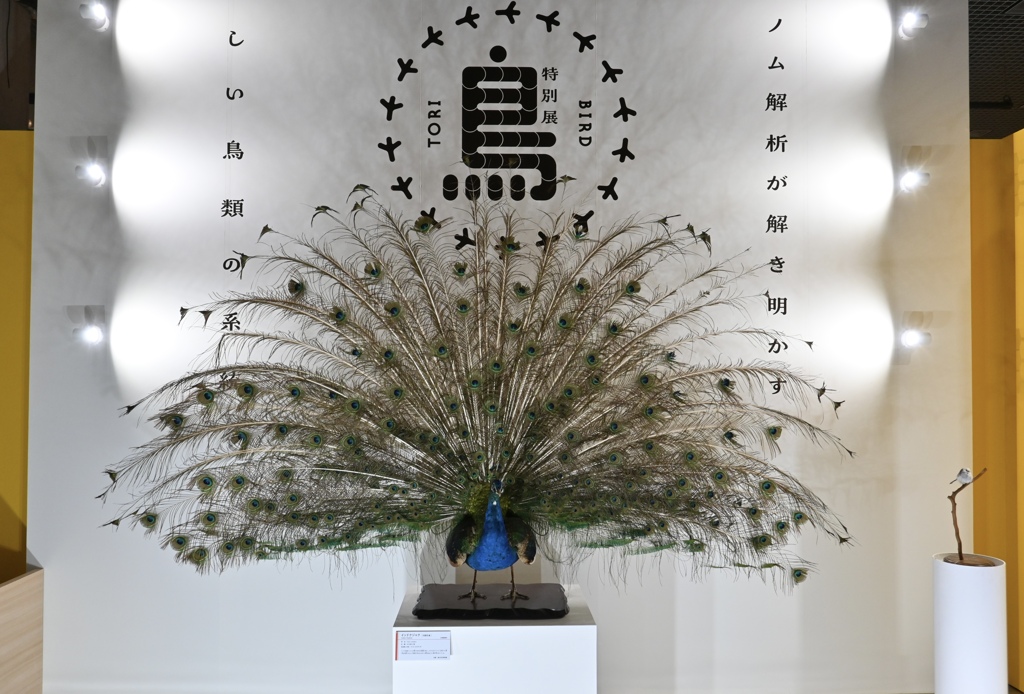 鳥展