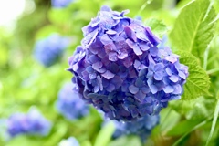 濡れ紫陽花