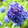 濡れ紫陽花