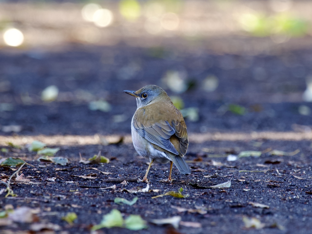 フレンドリーシロハラ②
