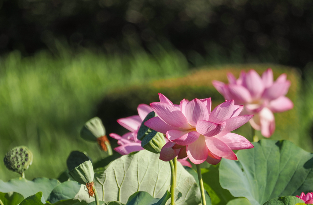 ハスの花