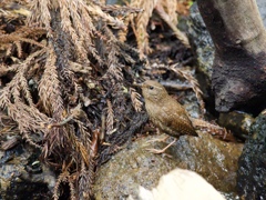 小さな鳥