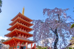 五重塔と花②