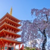 五重塔と花②