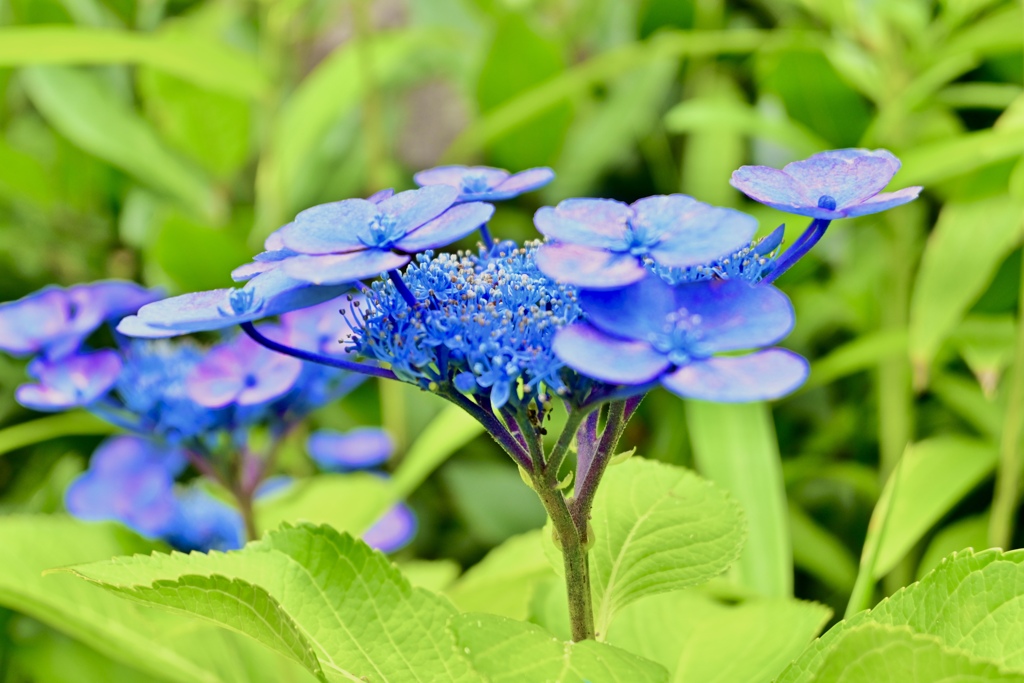 紫陽花