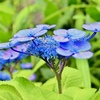紫陽花