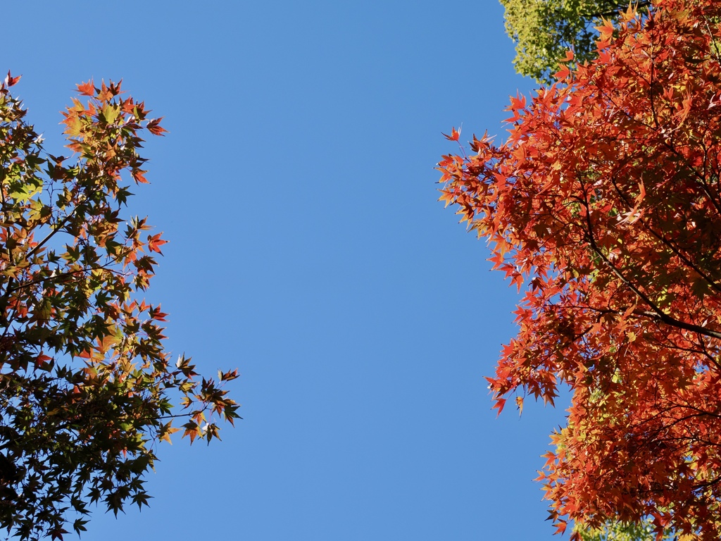 ハマの紅葉