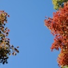 ハマの紅葉