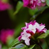 沈丁花②