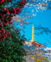 五重塔と花