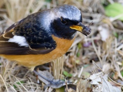 あっ、見つかった