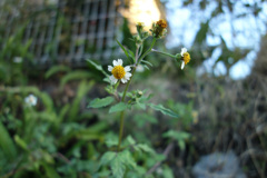 小花