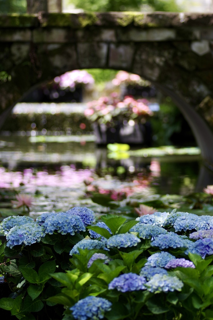ブルーの紫陽花