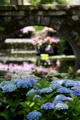 ブルーの紫陽花