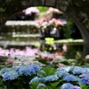 ブルーの紫陽花