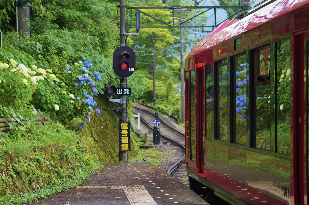 箱根登山鉄道と紫陽花