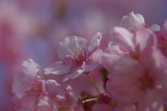 おかめ桜