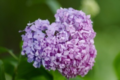 ハートな紫陽花♡