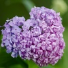 ハートな紫陽花♡