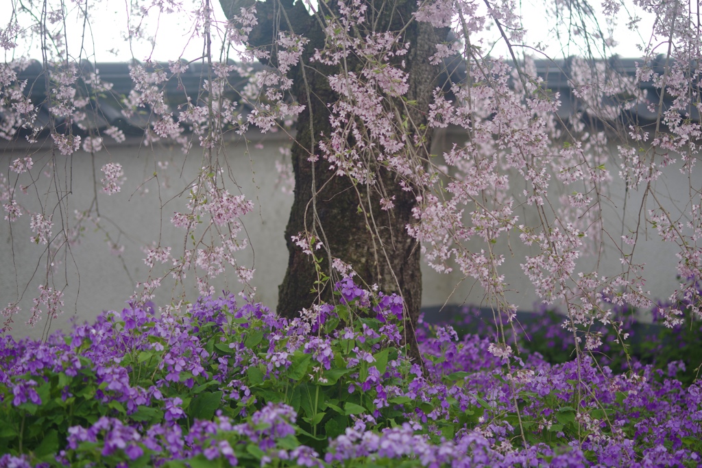 今年も会えたね♡ - 紫花菜と枝垂れ桜 -