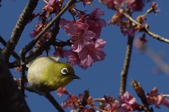 熱海桜とメジロ