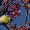 熱海桜とメジロ