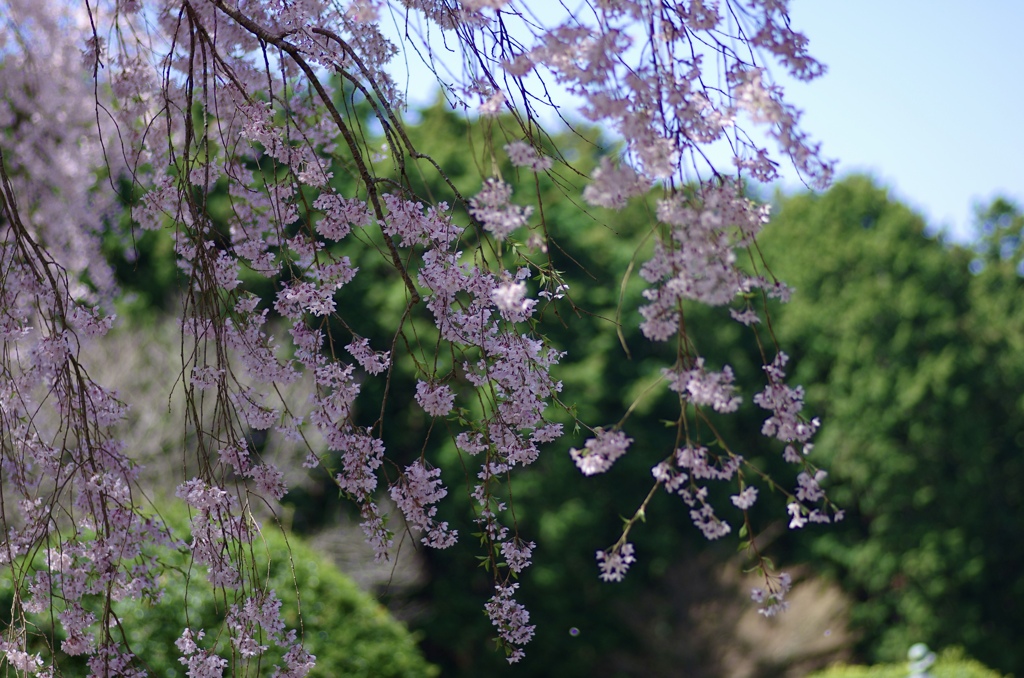 枝垂れ桜