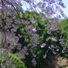 枝垂れ桜